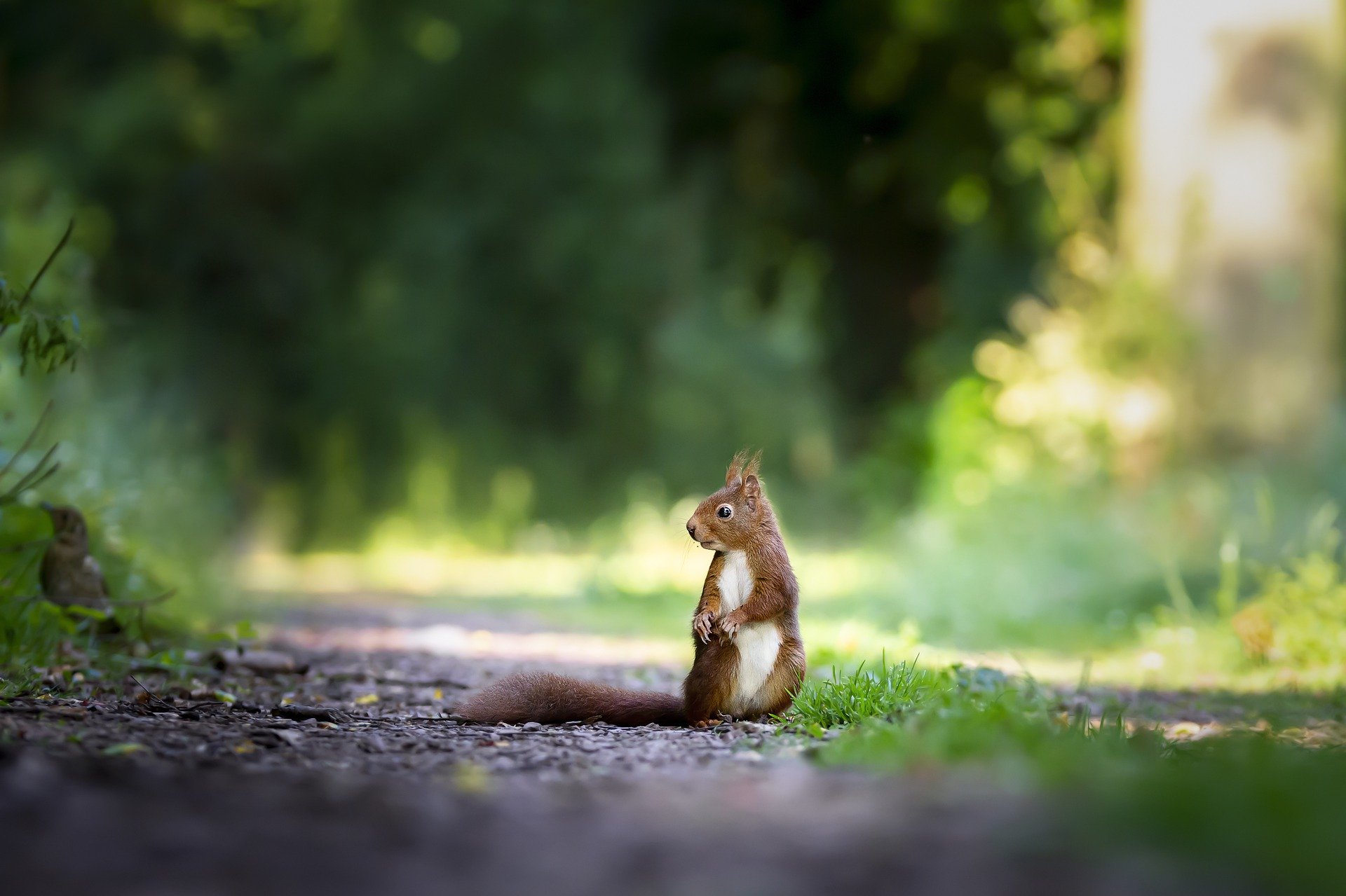 Mentre noi restiamo a casa per il Covid-19, la natura si riprende il suo posto