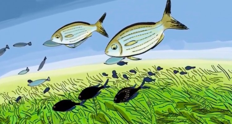 Un Cartoon per presentare la prima Spiaggia Ecologica italiana