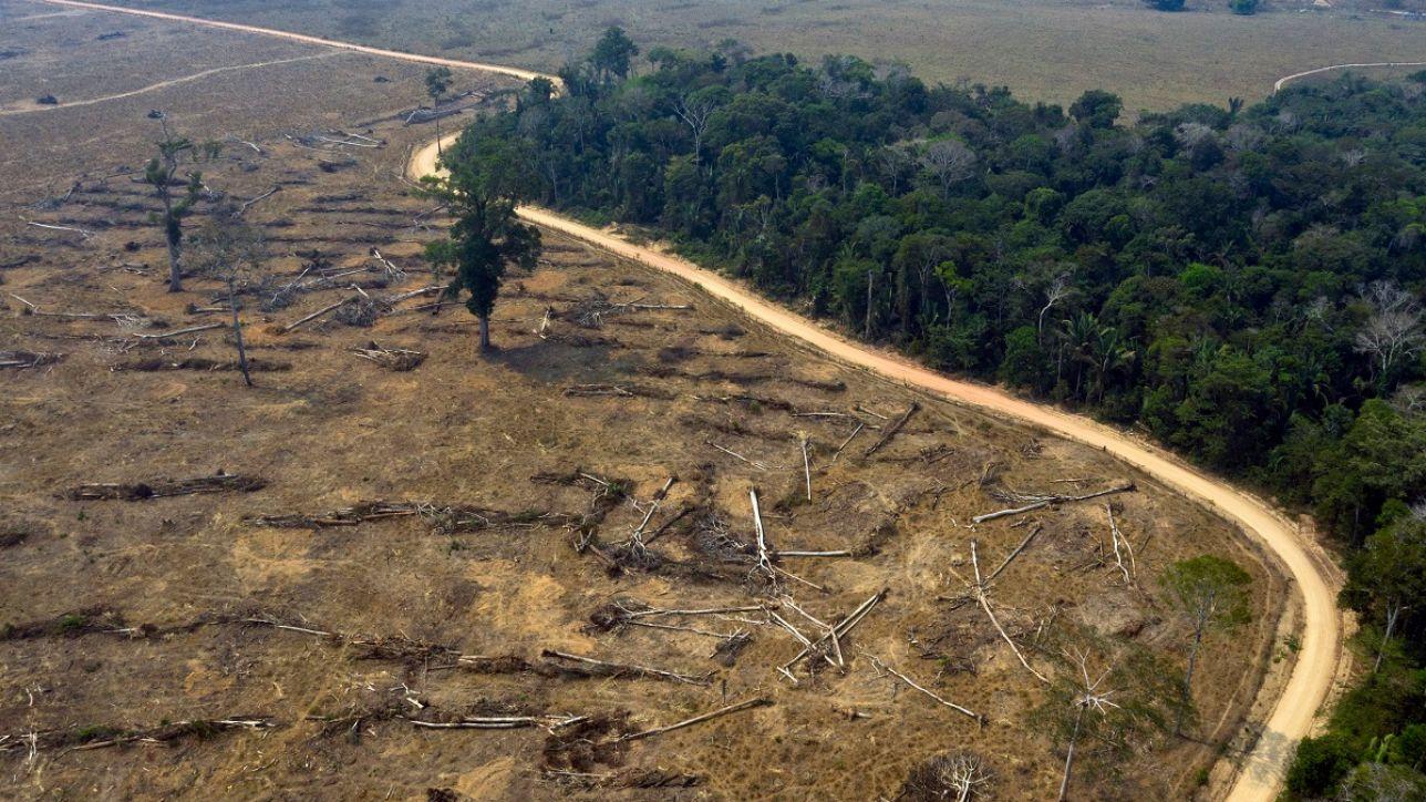 Amazzonia, il coronavirus non frena la deforestazione.