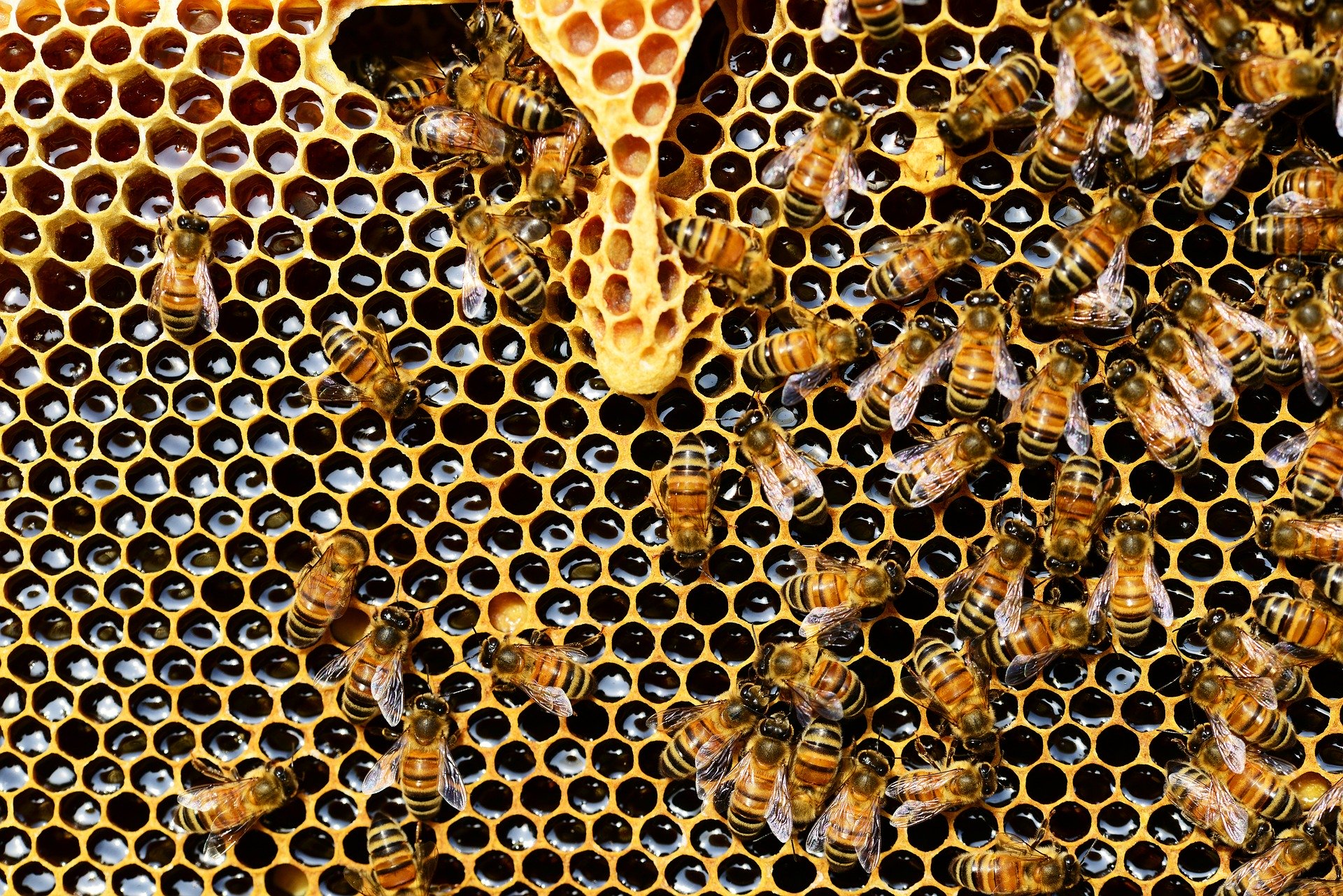 Coronavirus, il lockdown riduce i veleni per le api ma frena l’apicoltura mettendola a rischio
