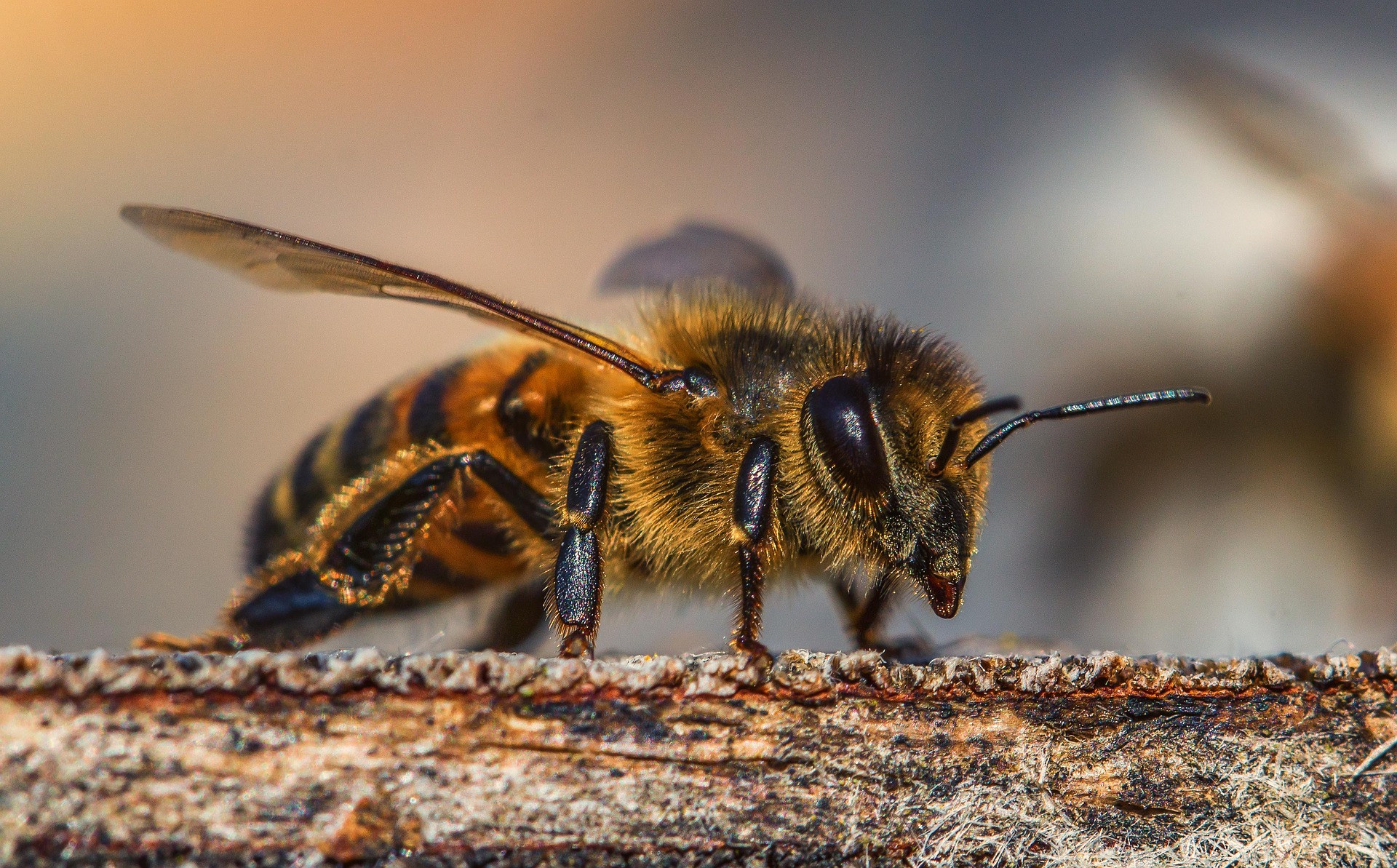 Tante foto di api per la loro giornata mondiale