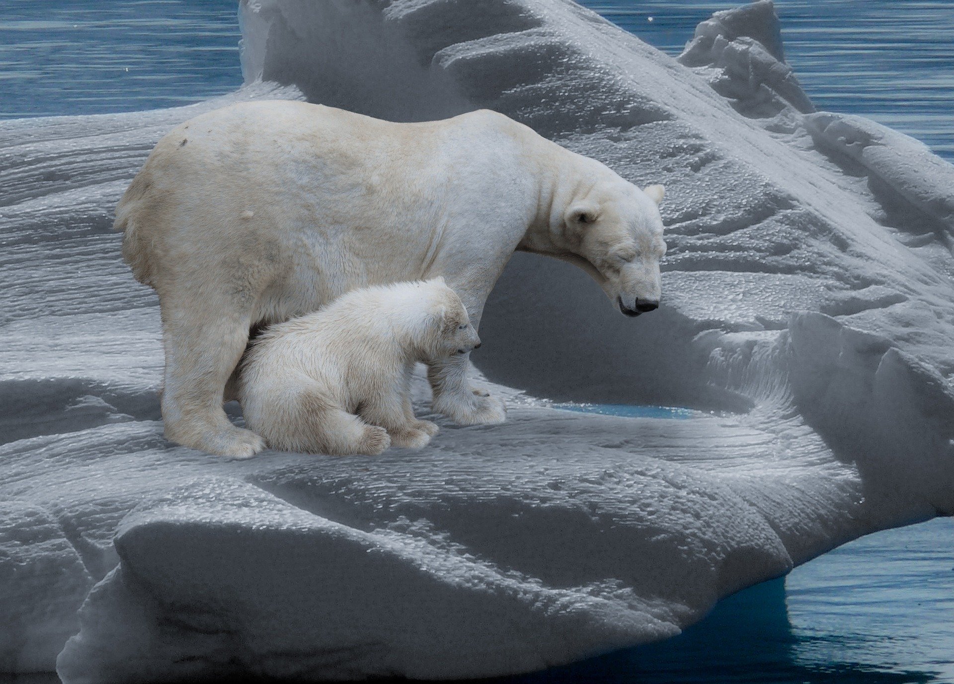 Clima, orsi polari a rischio estinzione entro il 2100
