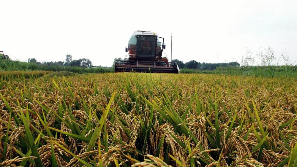 Agricoltura sempre più green: cala l’uso di pesticidi