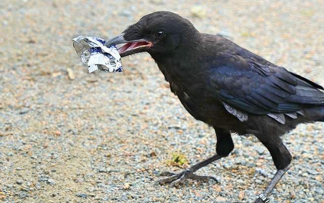 Se un corvo può raccogliere i rifiuti, possiamo farlo anche noi