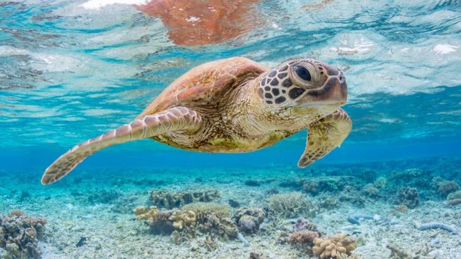 Un singolo pezzo di plastica può uccidere le tartarughe marine